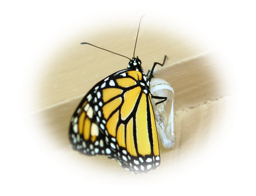 Una mariposa monarca emergiendo de su crisálida