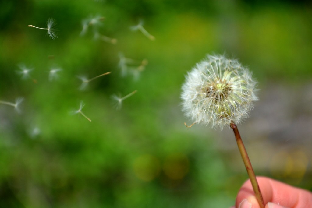 Semillas de diente de león llevadas por el viento