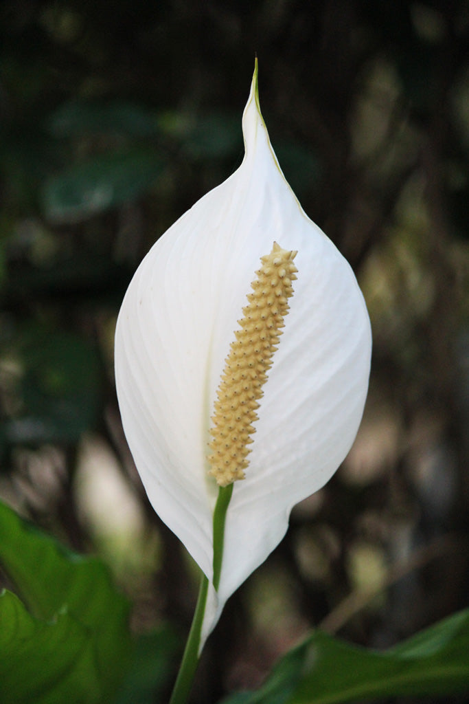 Un lirio de la paz blanco en flor